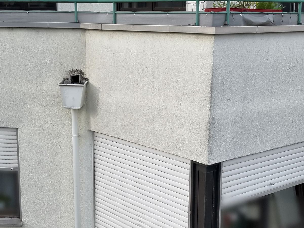Wasserfangkasten an einer Fassade mit Pflanzenbewuchs im Einlauf