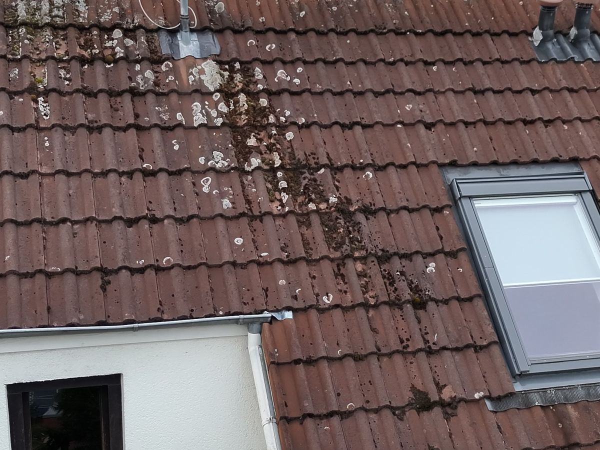 Ziegeldach mit Moos und Flechten neben einem Dachfenster